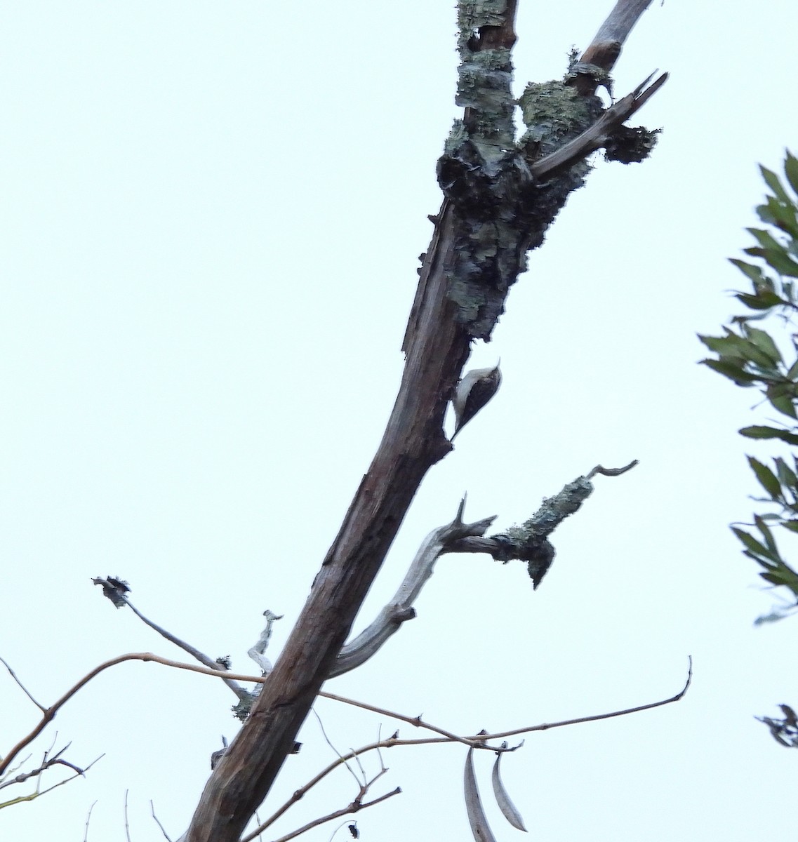 Brown Creeper - ML643458962