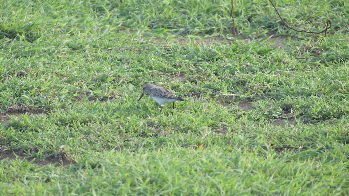 White-rumped Sandpiper - ML643458965