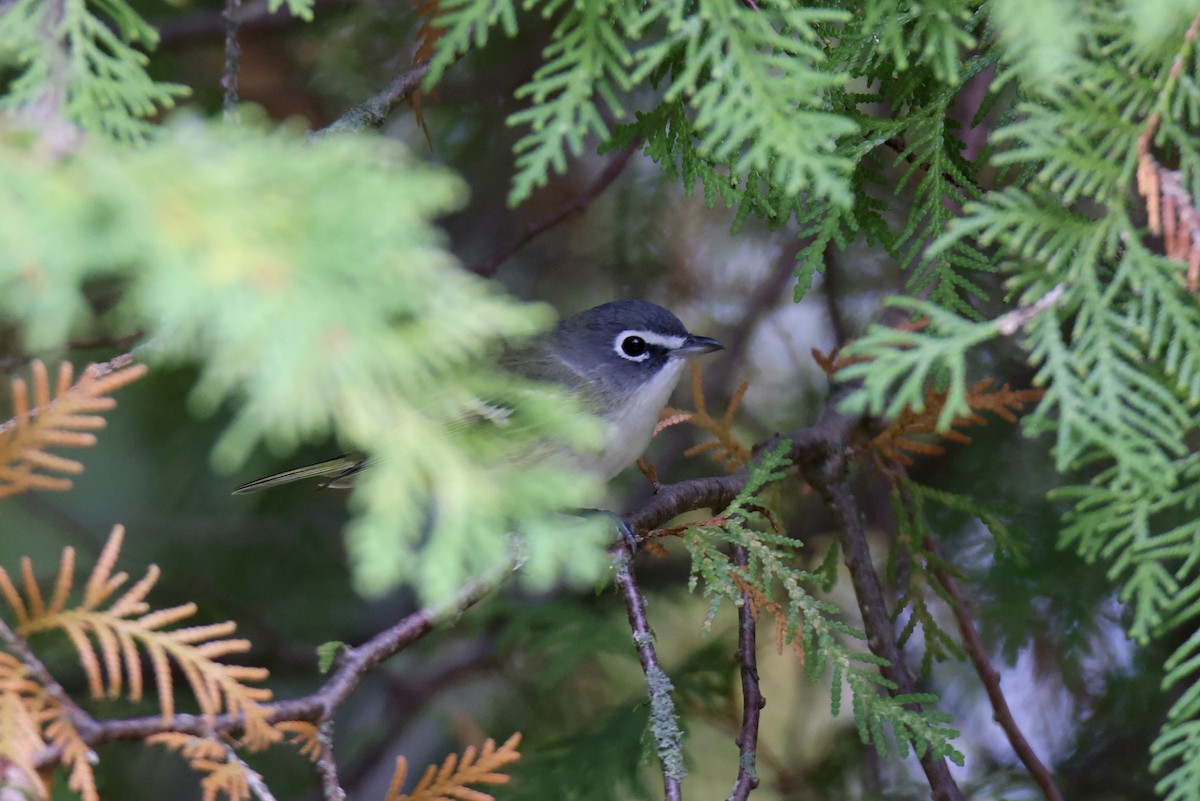 Blue-headed Vireo - ML643458966