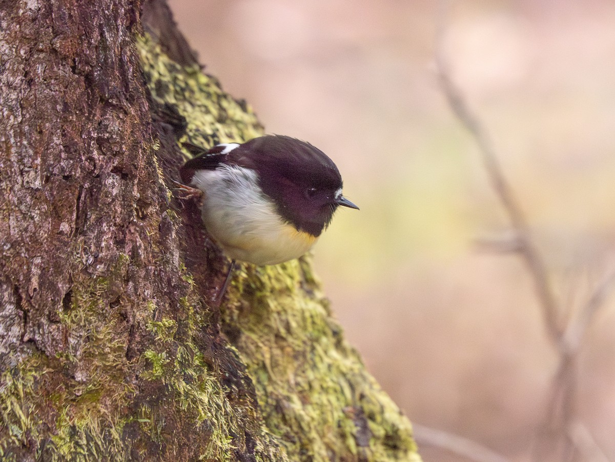 Tomtit Bülbülü - ML643458982