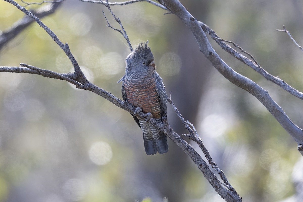 Gang-gang Cockatoo - ML643458983