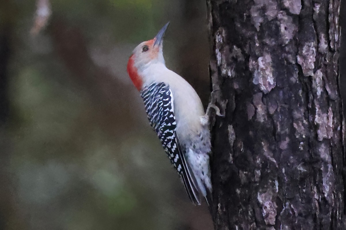 Red-bellied Woodpecker - ML643458984