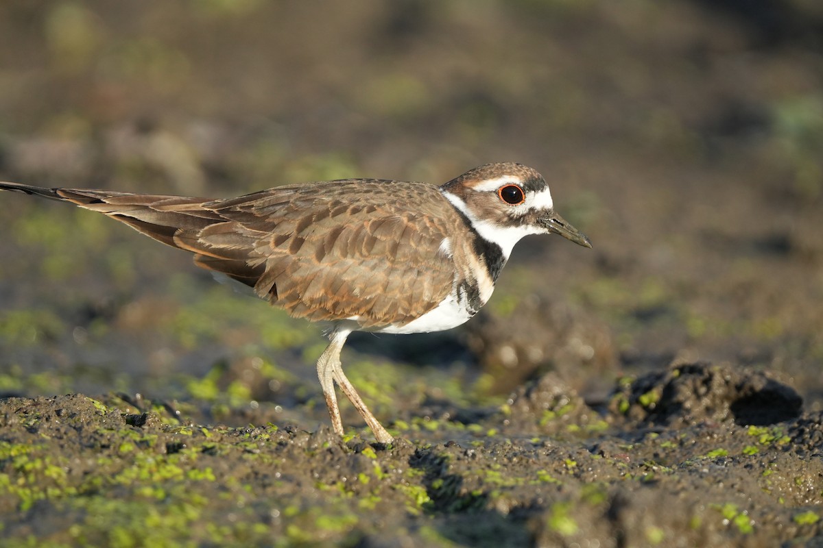 Killdeer - ML643459013