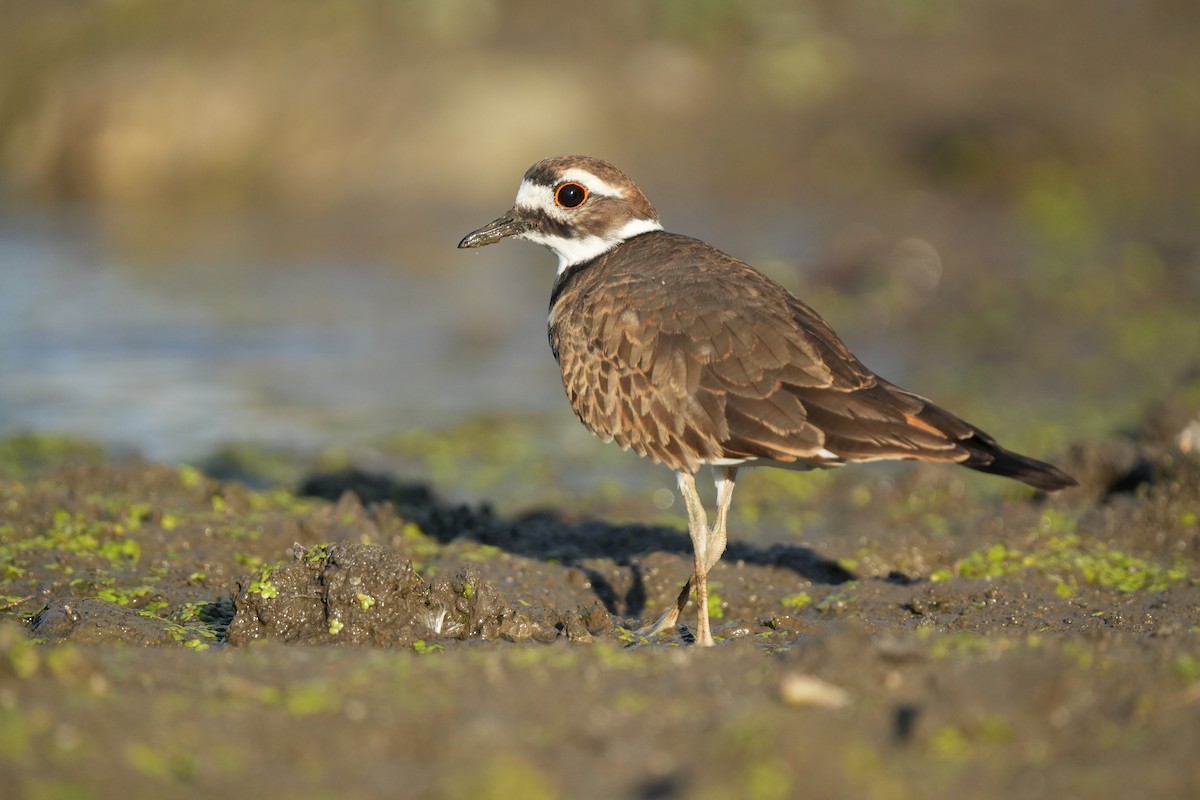 Killdeer - ML643459014