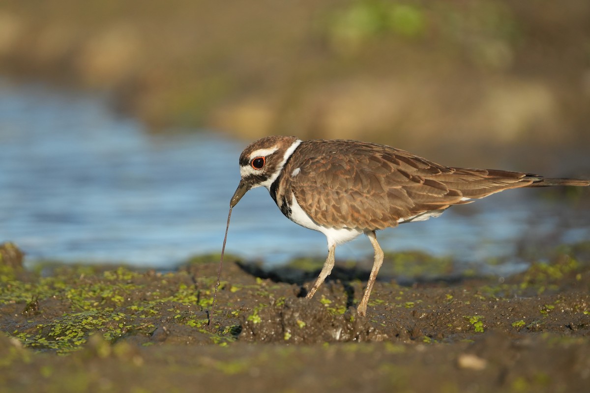 Killdeer - ML643459015