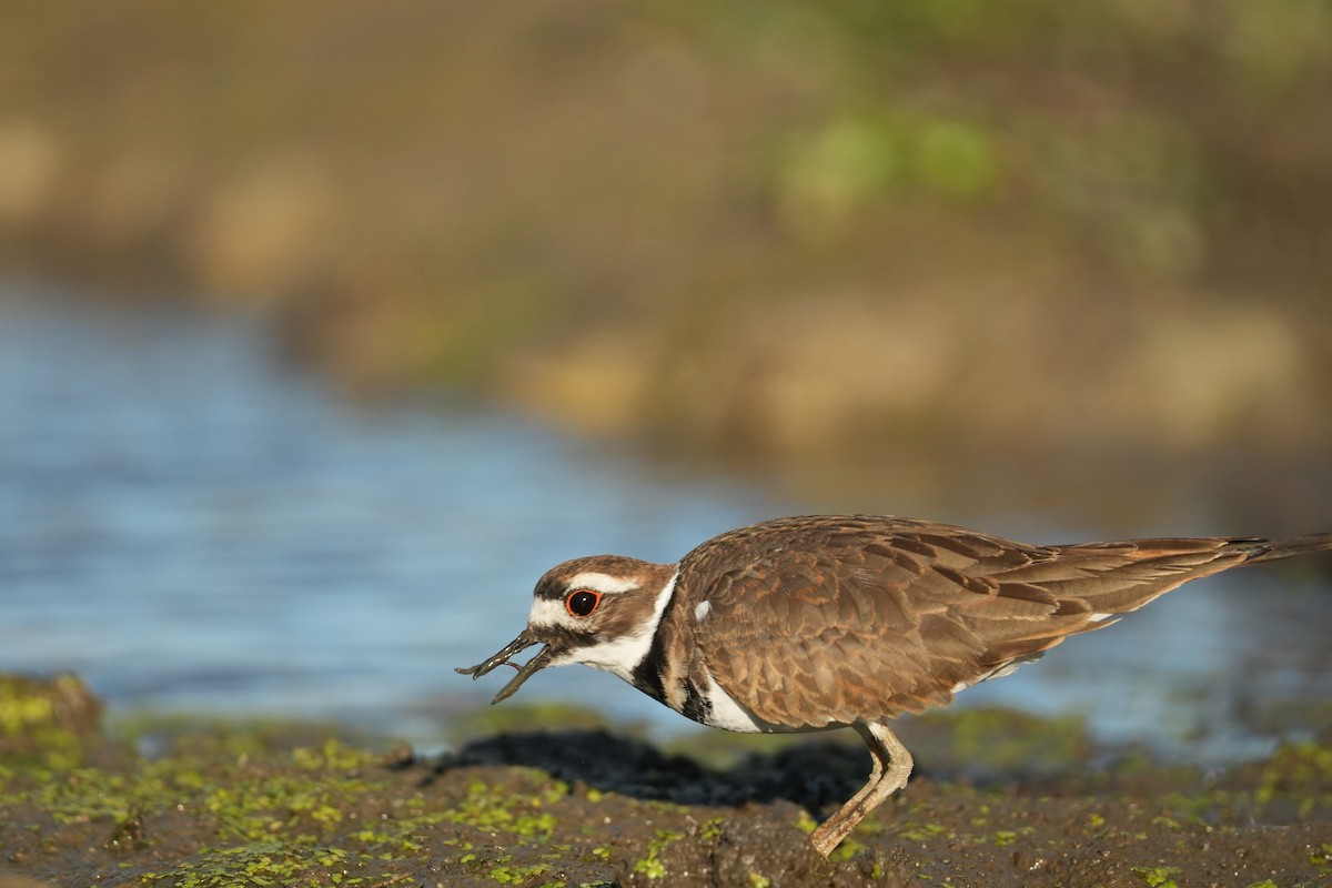 Killdeer - ML643459016