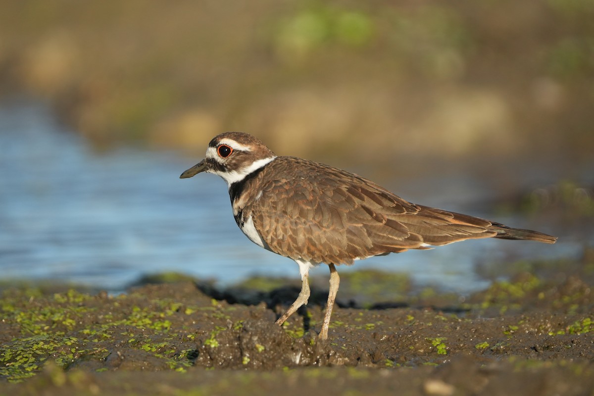 Killdeer - ML643459017