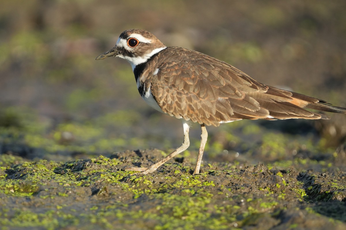 Killdeer - ML643459018
