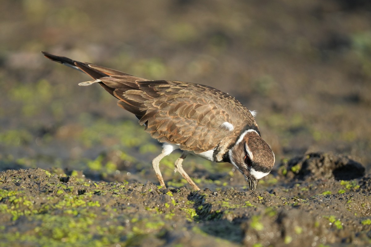Killdeer - ML643459019