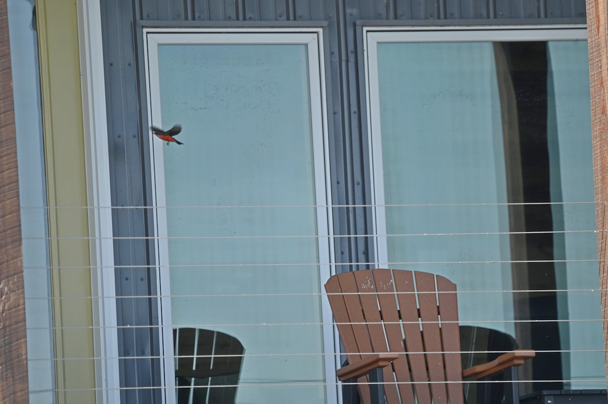 Vermilion Flycatcher - ML643459025