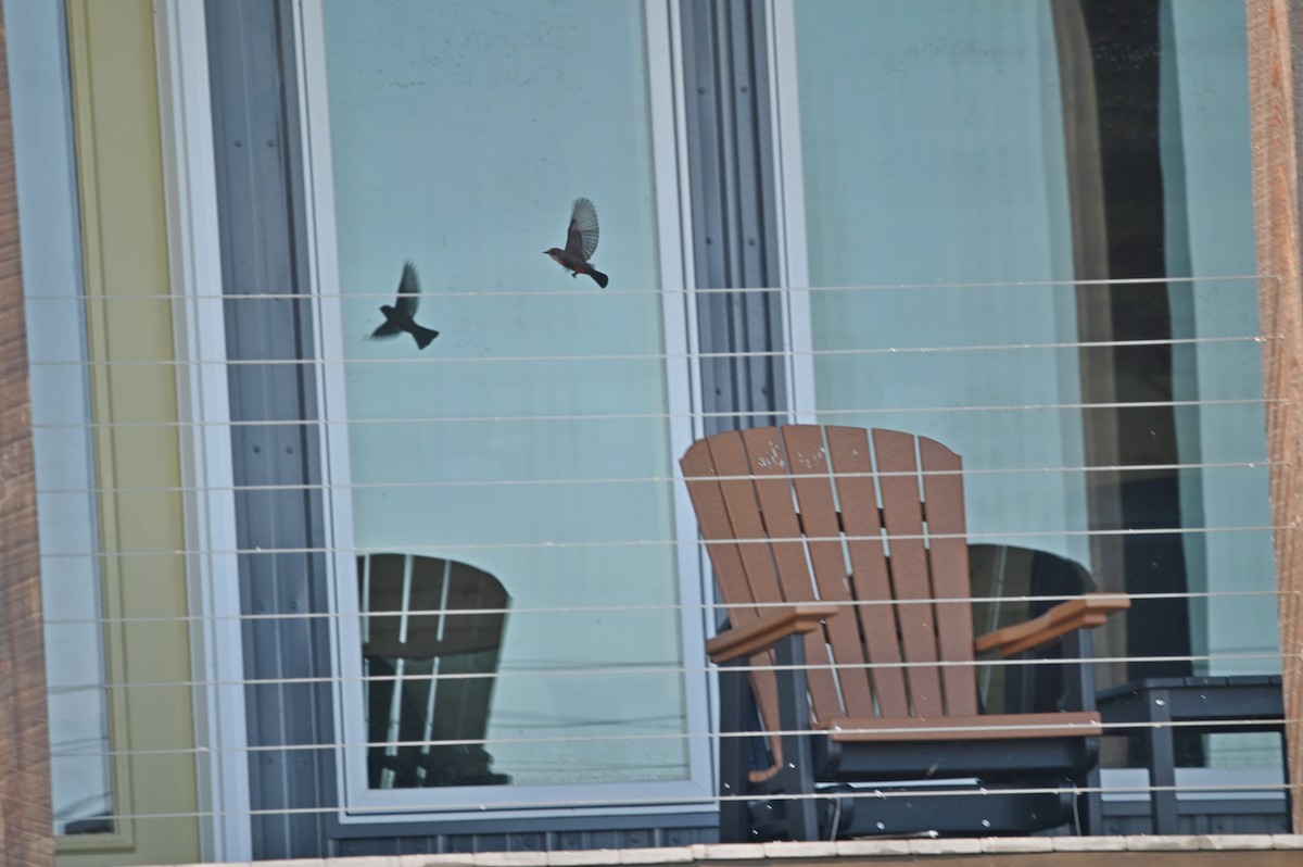 Vermilion Flycatcher - ML643459026