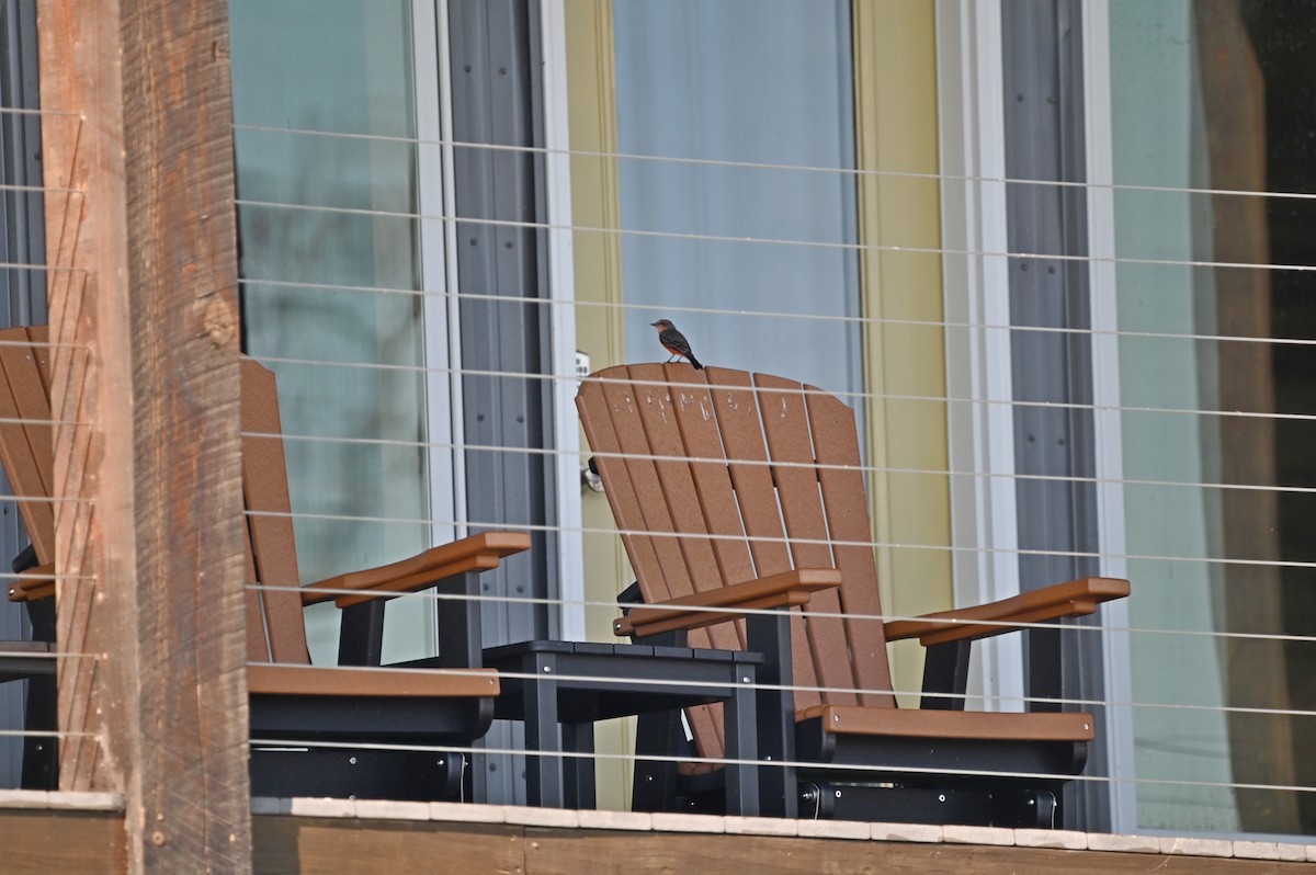 Vermilion Flycatcher - ML643459027