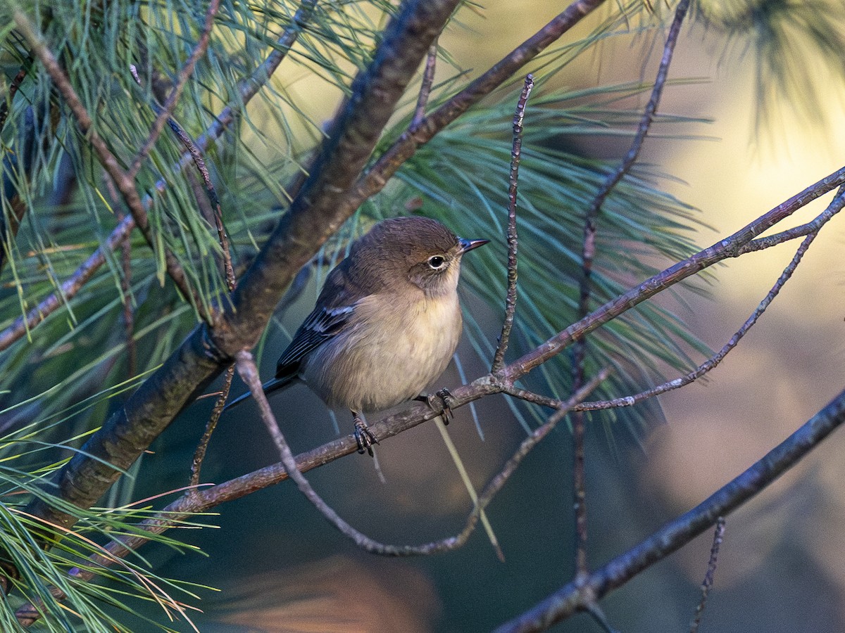 Pine Warbler - ML643459030