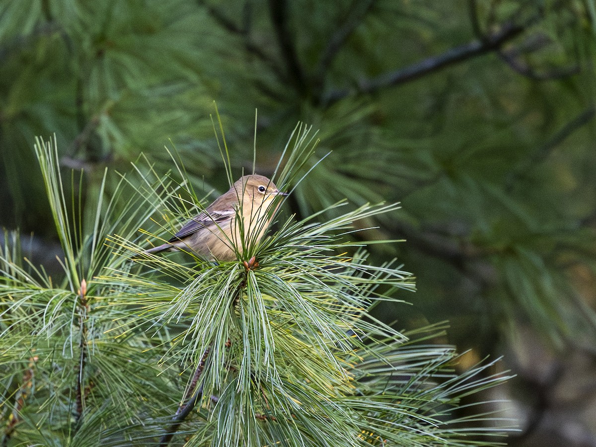 Pine Warbler - ML643459031