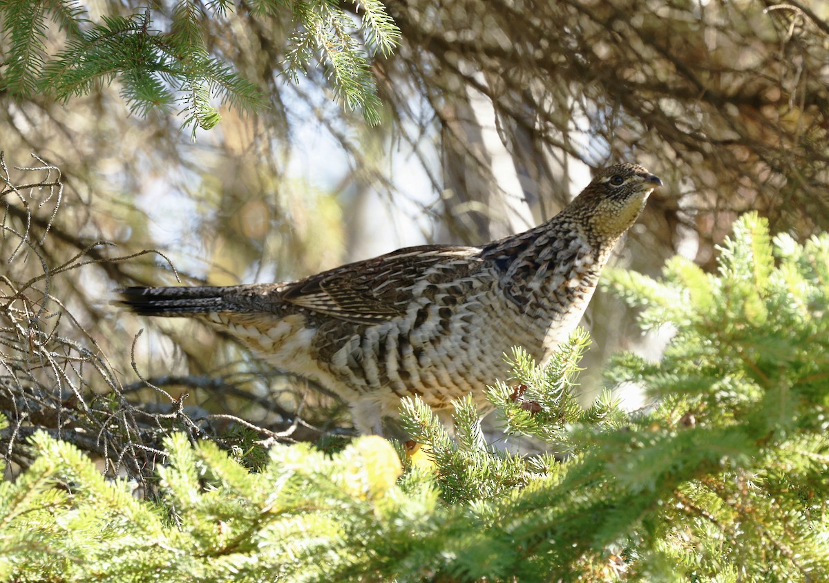 Ruffed Grouse - ML643459039