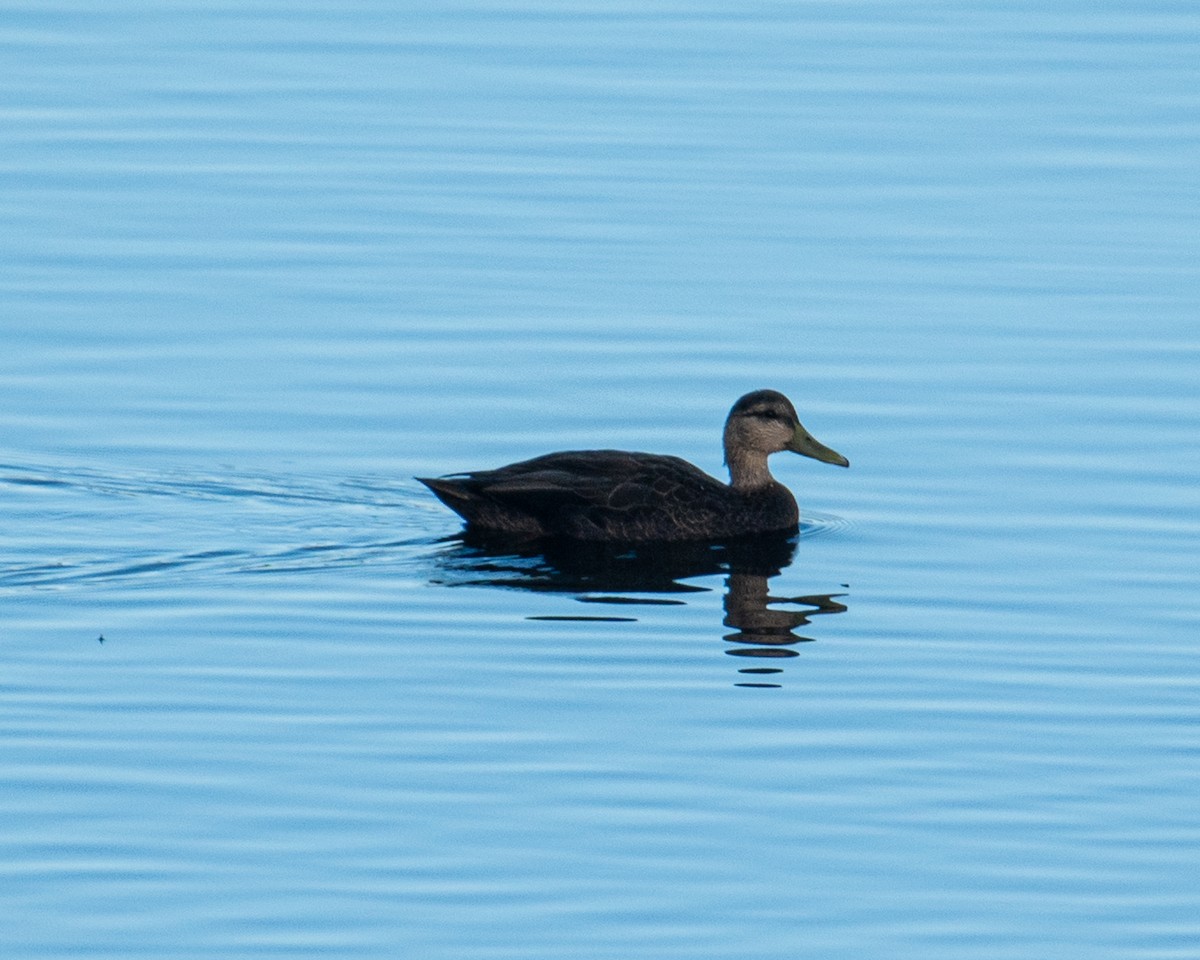 American Black Duck - ML643459041
