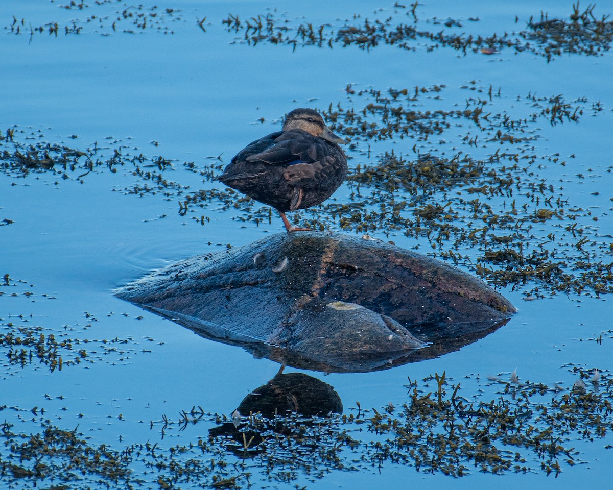 American Black Duck - ML643459042