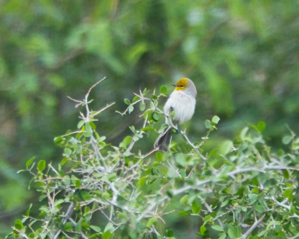 Verdin - ML643459054