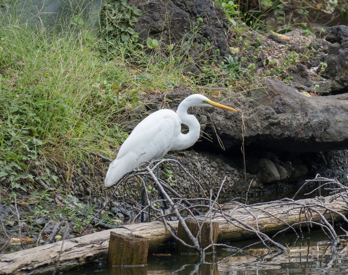 egretthegre - ML643459061