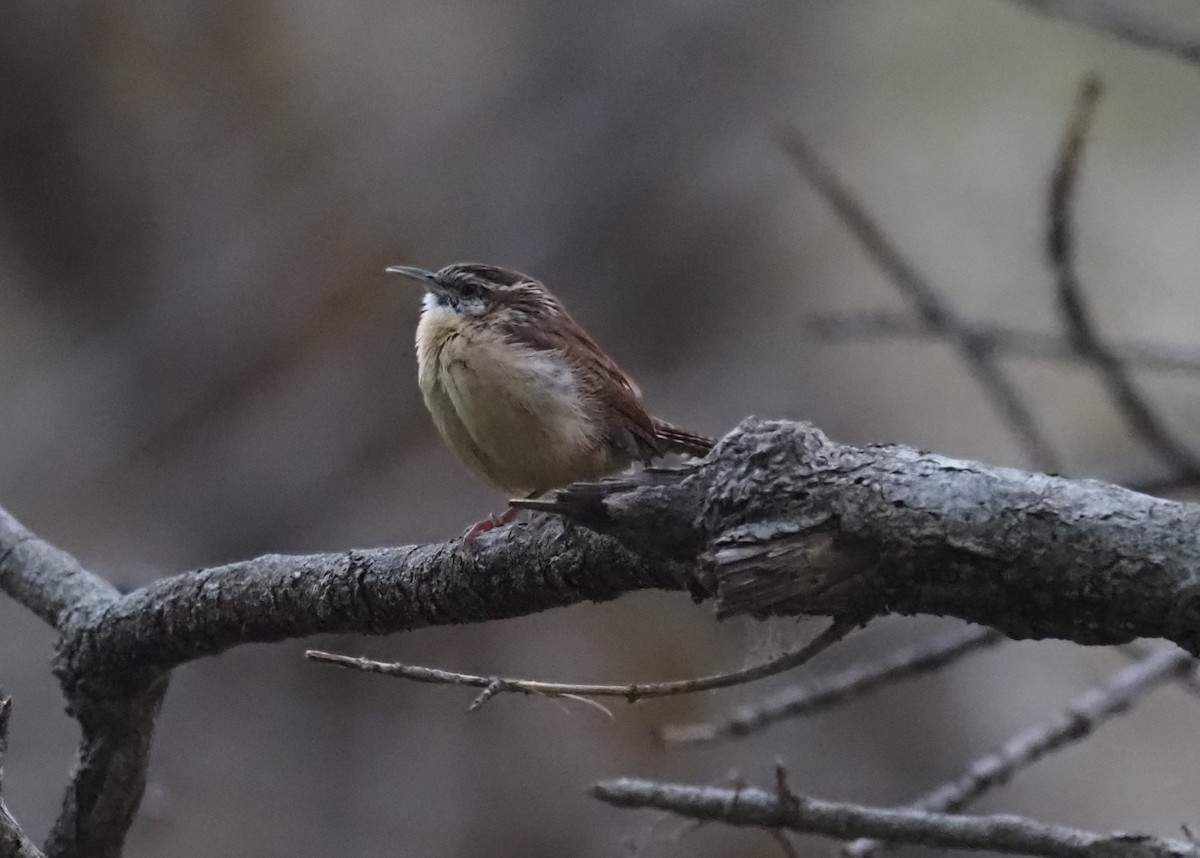 Carolina Wren - ML643459064