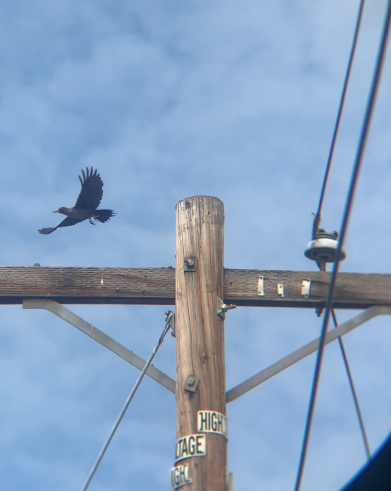 Lewis's Woodpecker - ML643459069