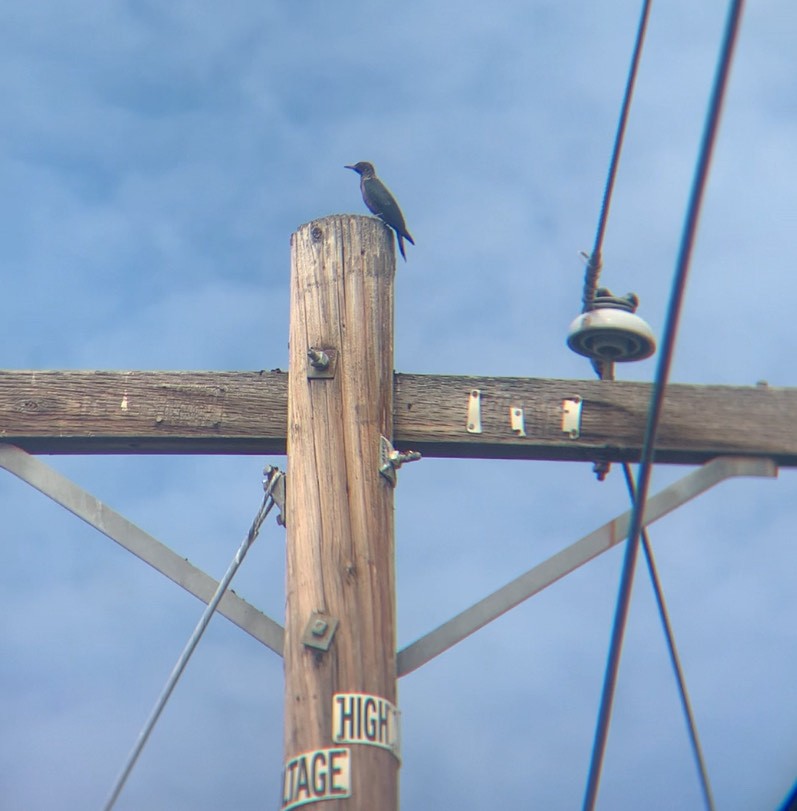 Lewis's Woodpecker - ML643459070