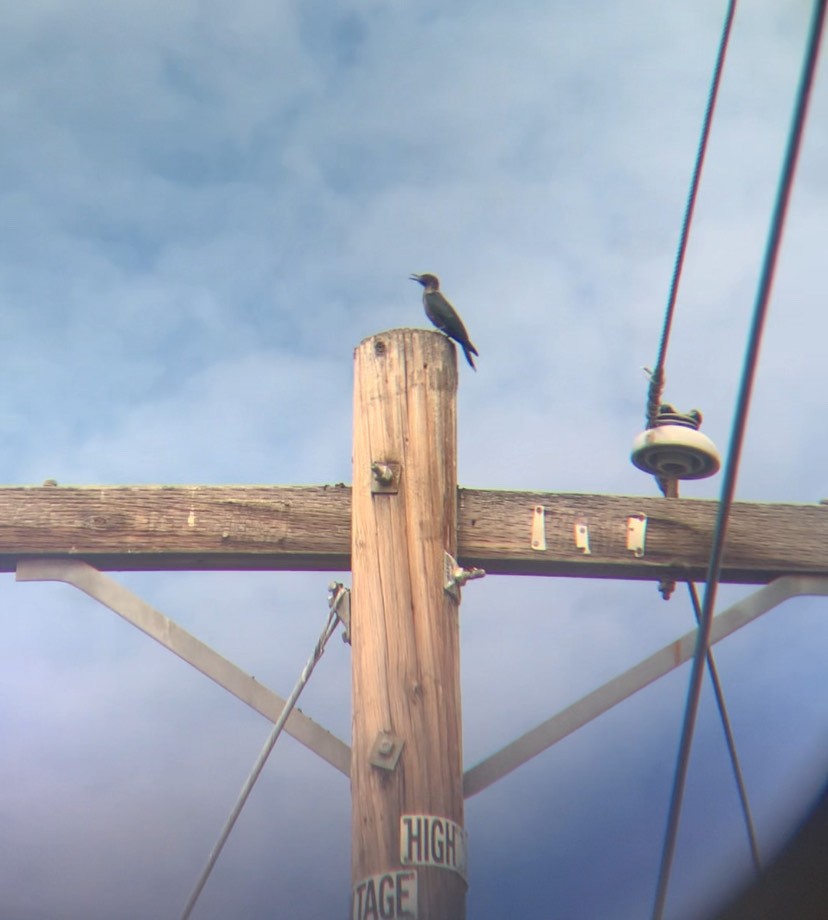 Lewis's Woodpecker - ML643459071