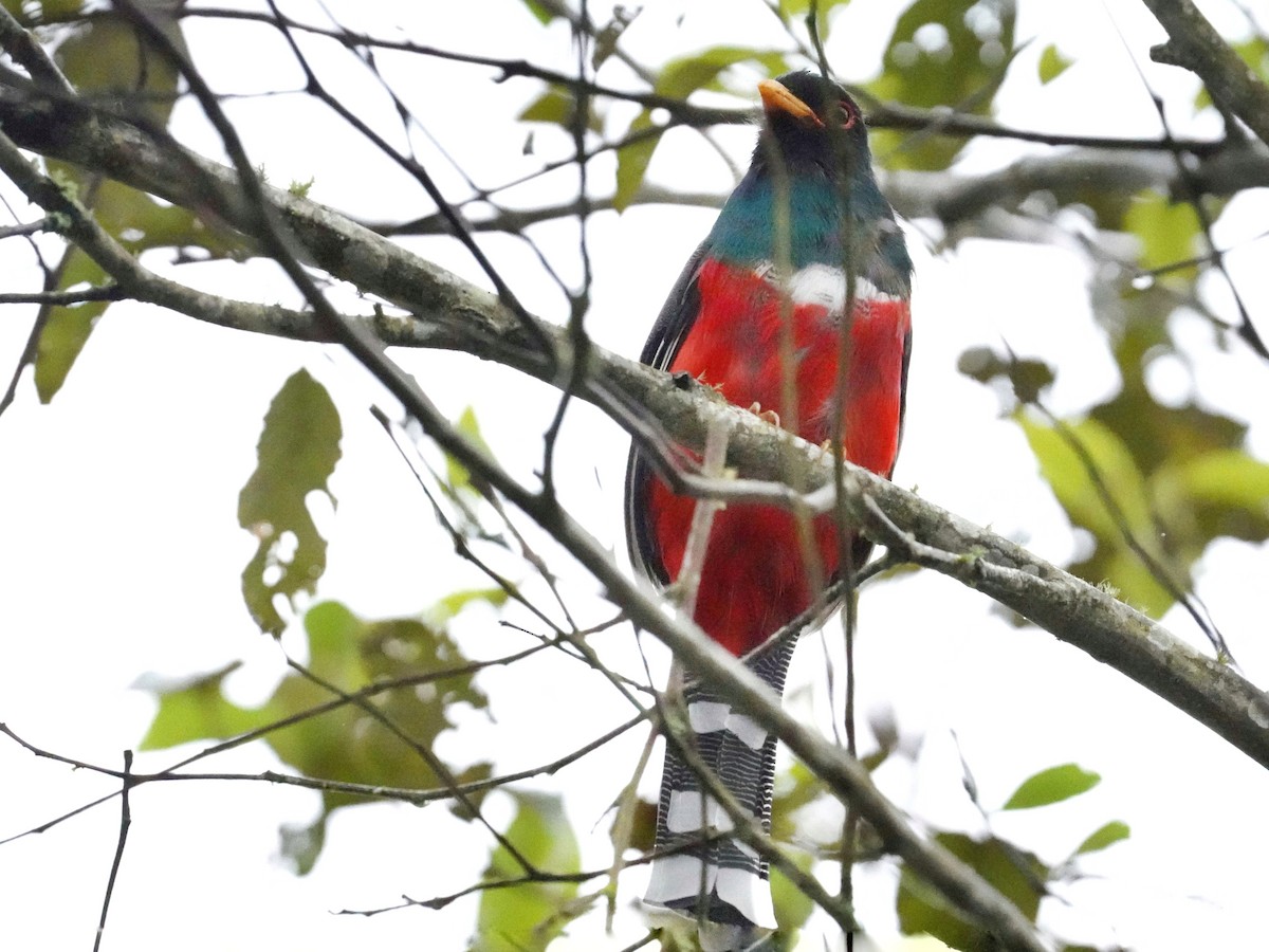 trogon škraboškový - ML643459080