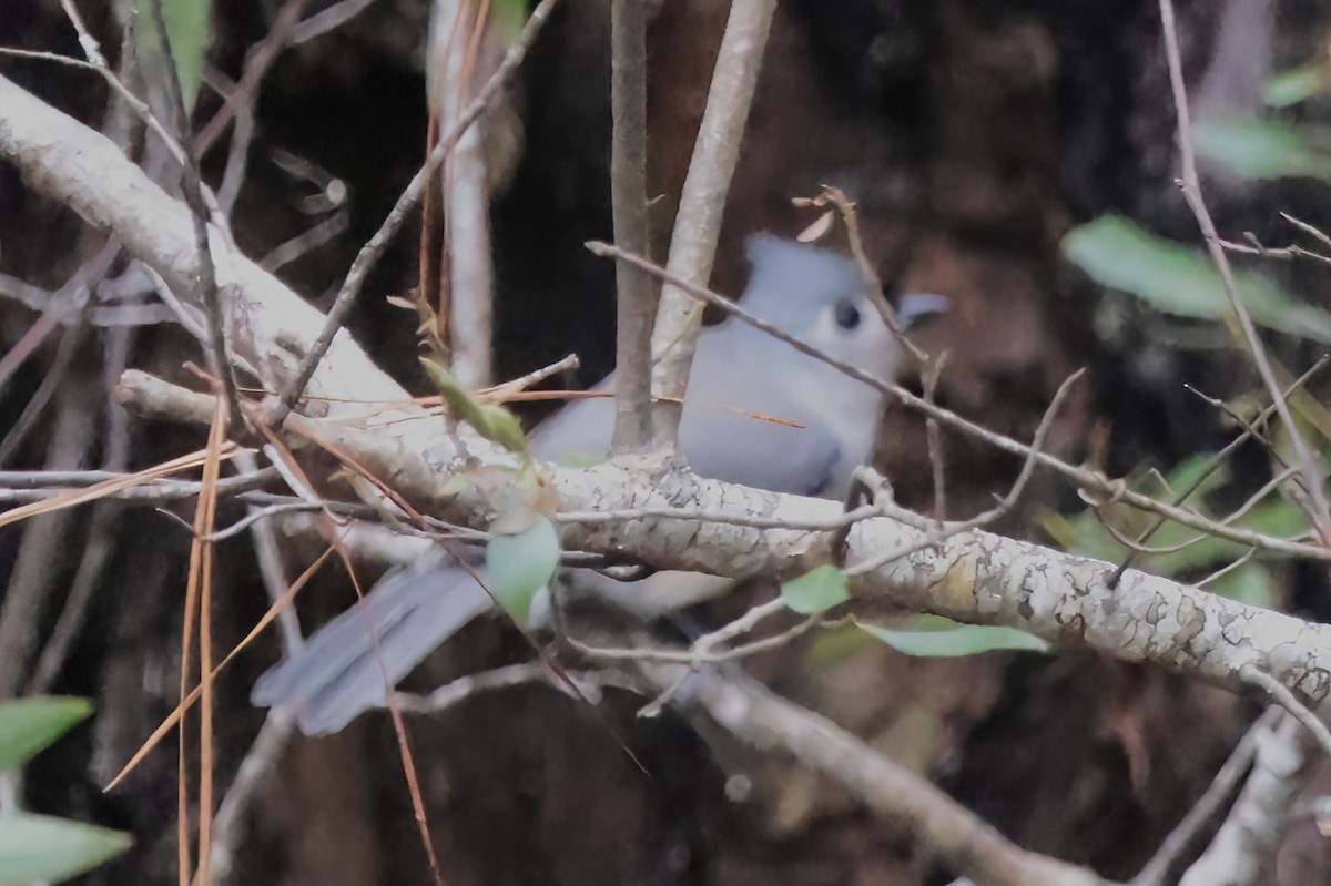 Herrerillo Bicolor - ML643459089