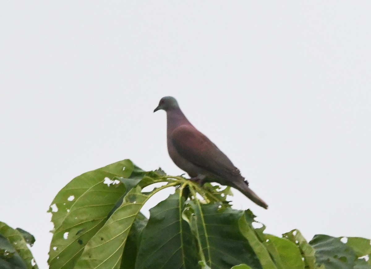 Pale-vented Pigeon - ML643459090