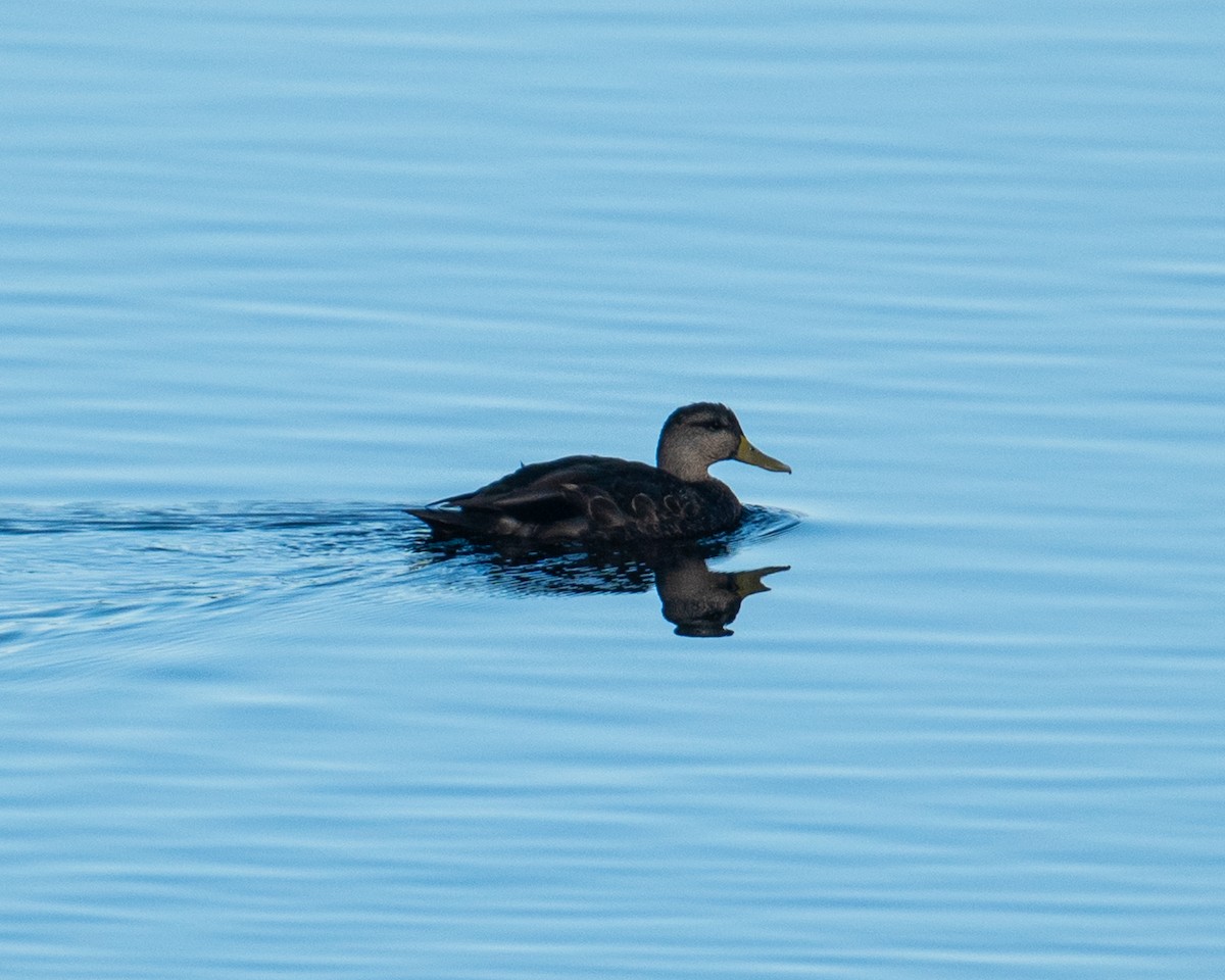 American Black Duck - ML643459091