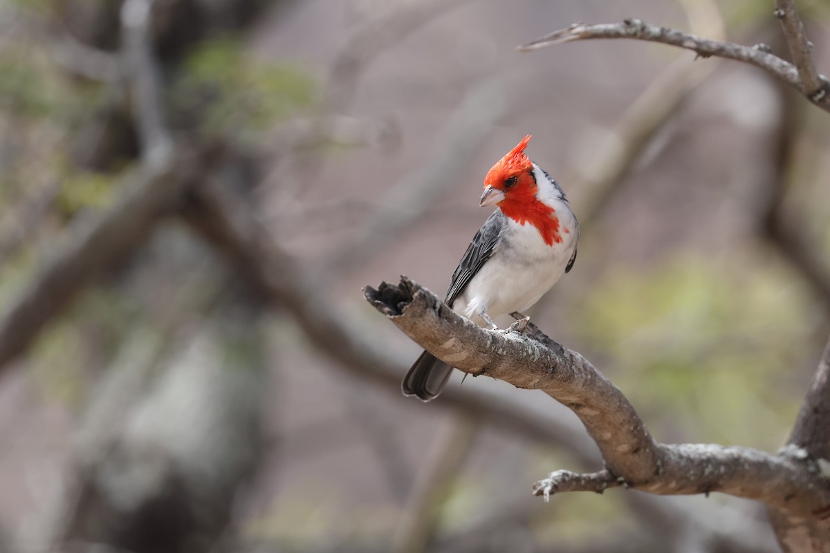 Red-crested Cardinal - ML643459105