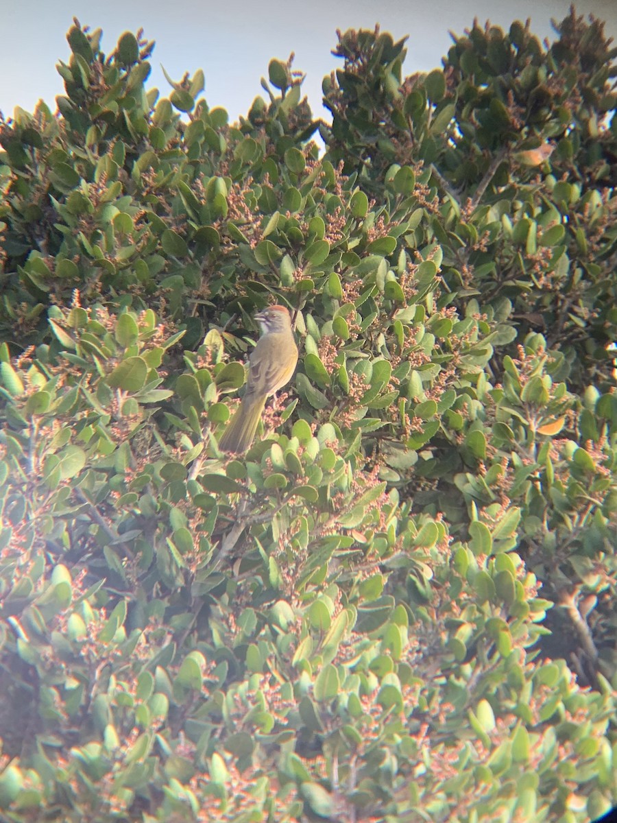 Green-tailed Towhee - ML643459108