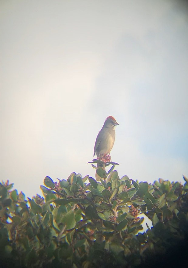 Green-tailed Towhee - ML643459110