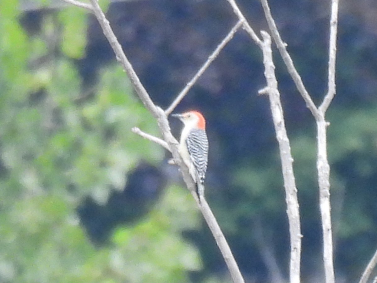 Red-bellied Woodpecker - ML643459138