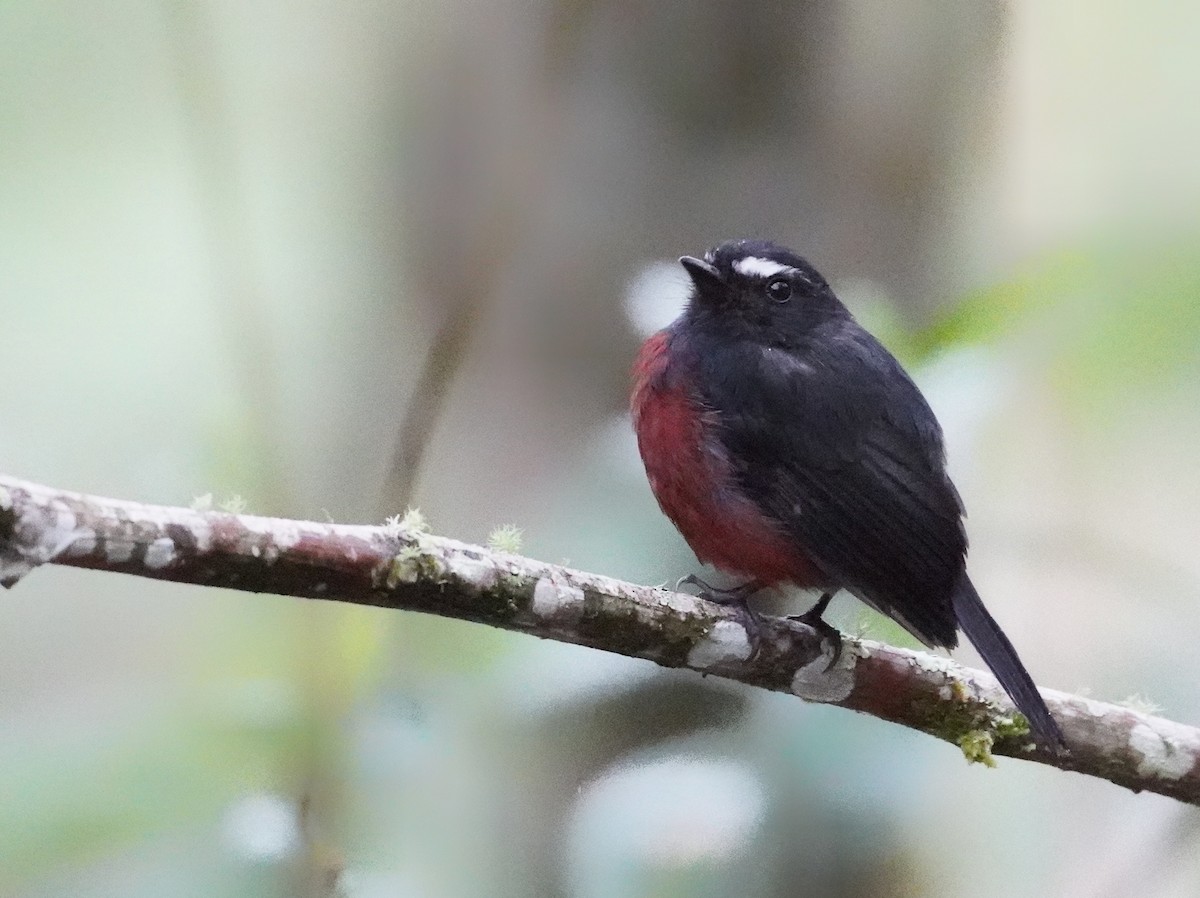 Chestnut-bellied Chat-Tyrant - ML643459157