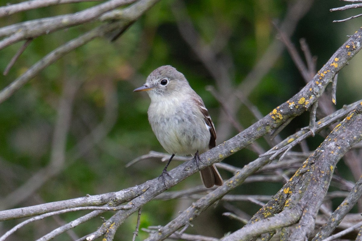 Gray Flycatcher - ML643459158