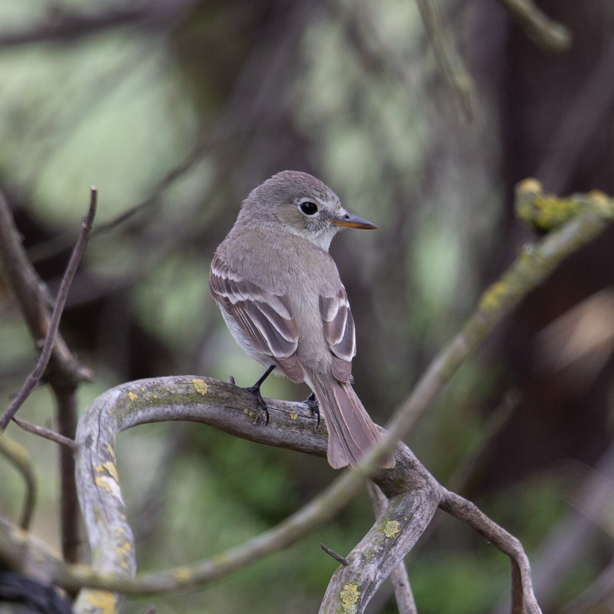 Gray Flycatcher - ML643459159