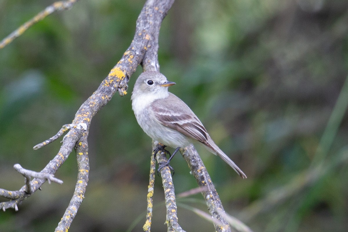 Gray Flycatcher - ML643459160