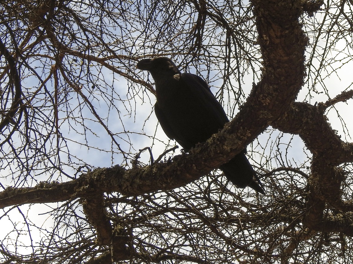 White-necked Raven - ML643459167