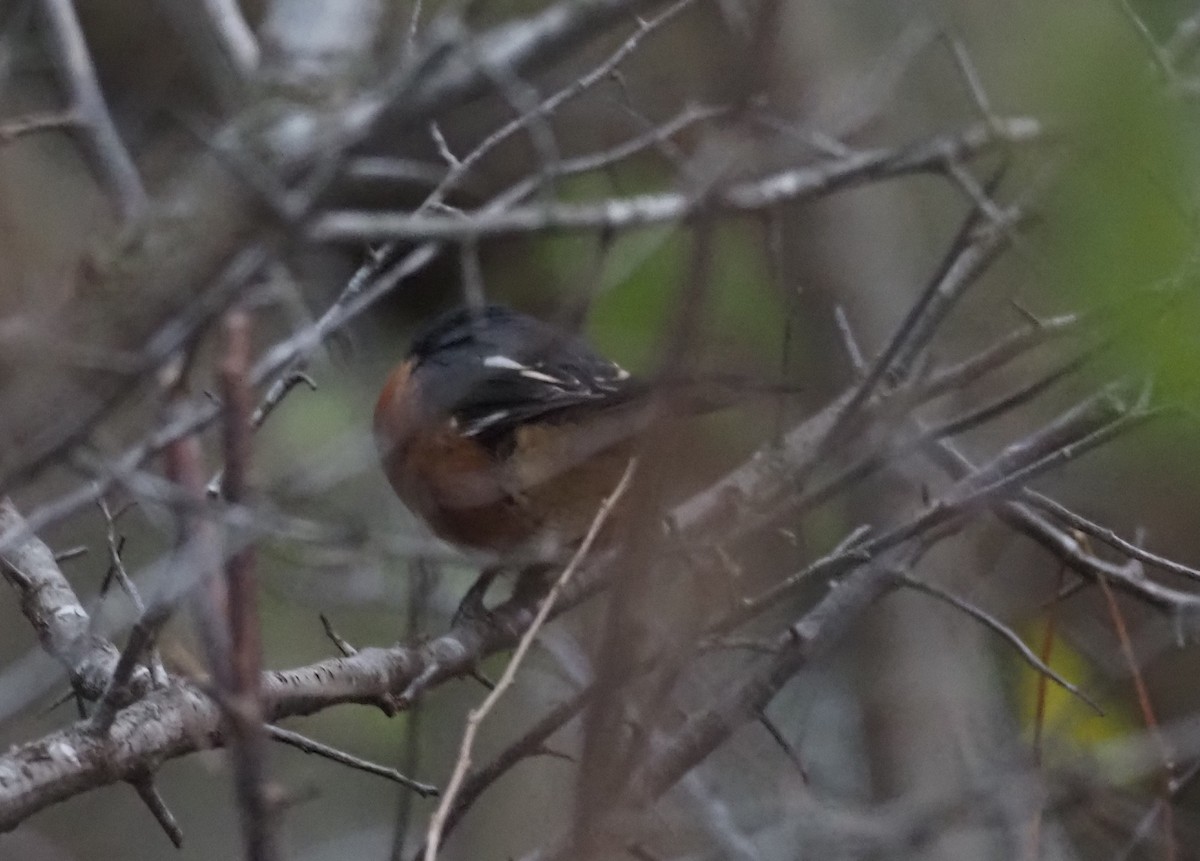 Spotted x Eastern Towhee (hybrid) - ML643459182