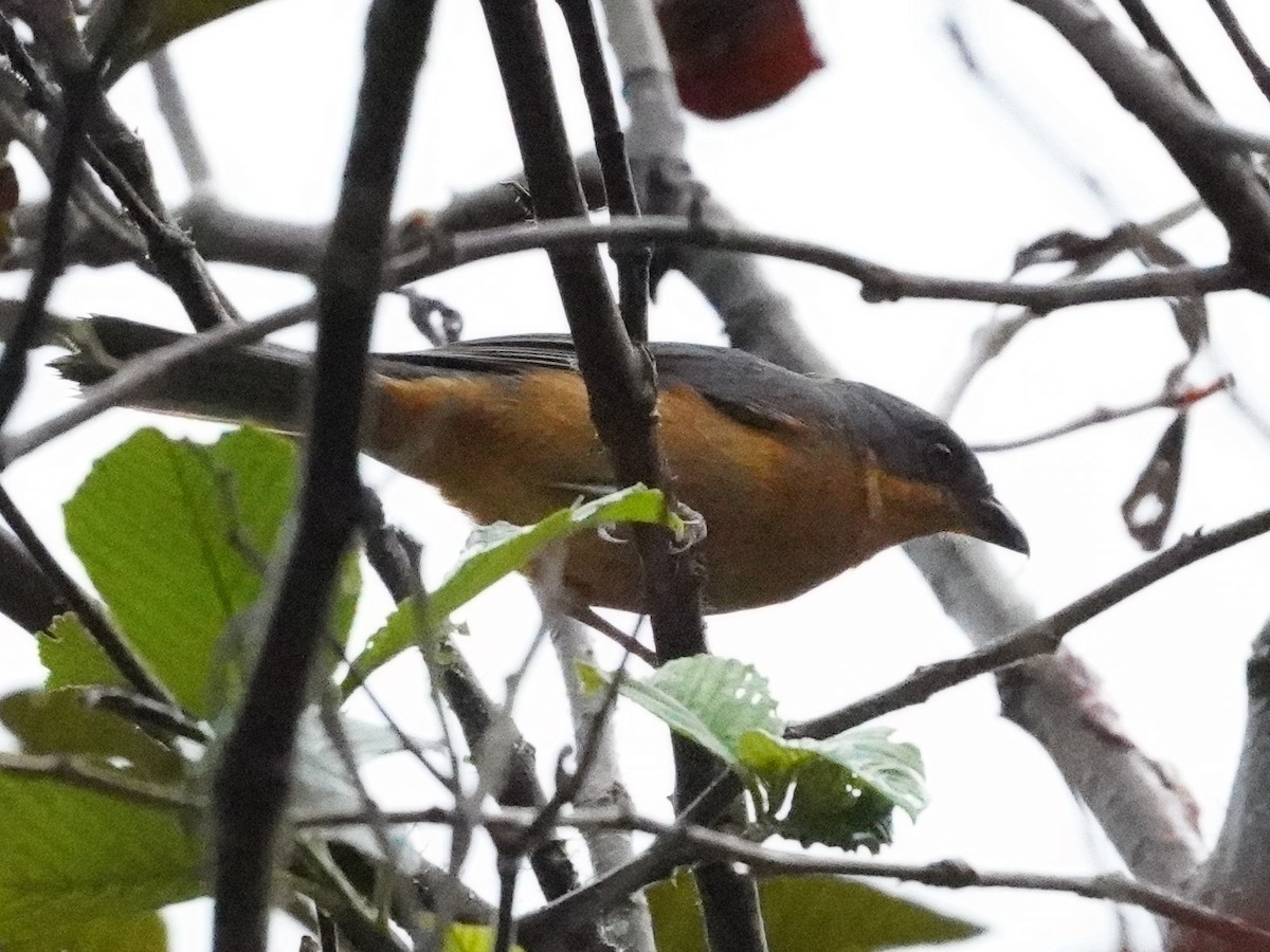 Rufous-crested Tanager - ML643459186