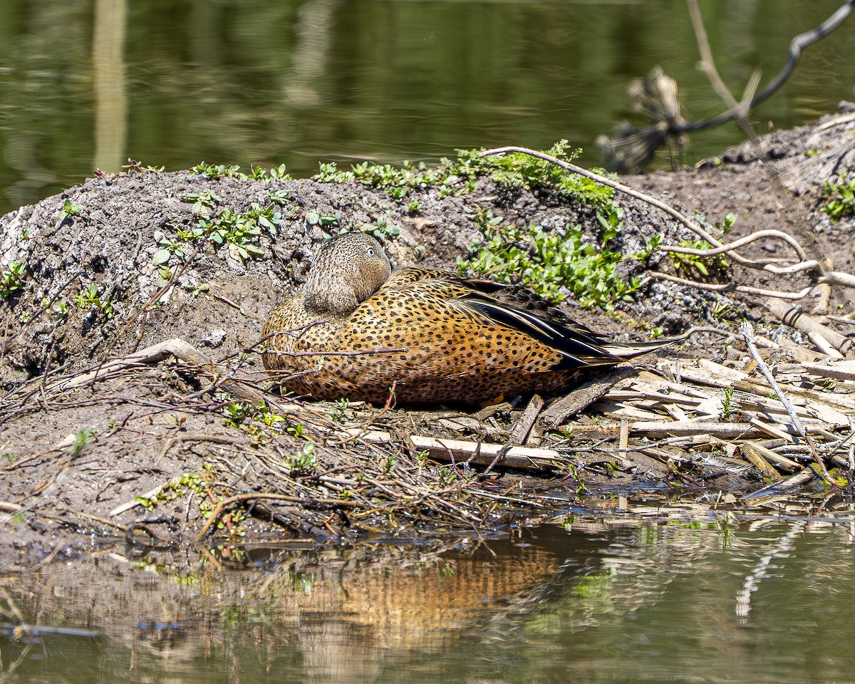 Red Shoveler - ML643459195