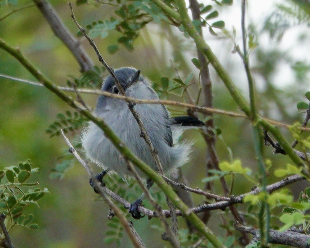 Black-tailed Gnatcatcher - ML643459199
