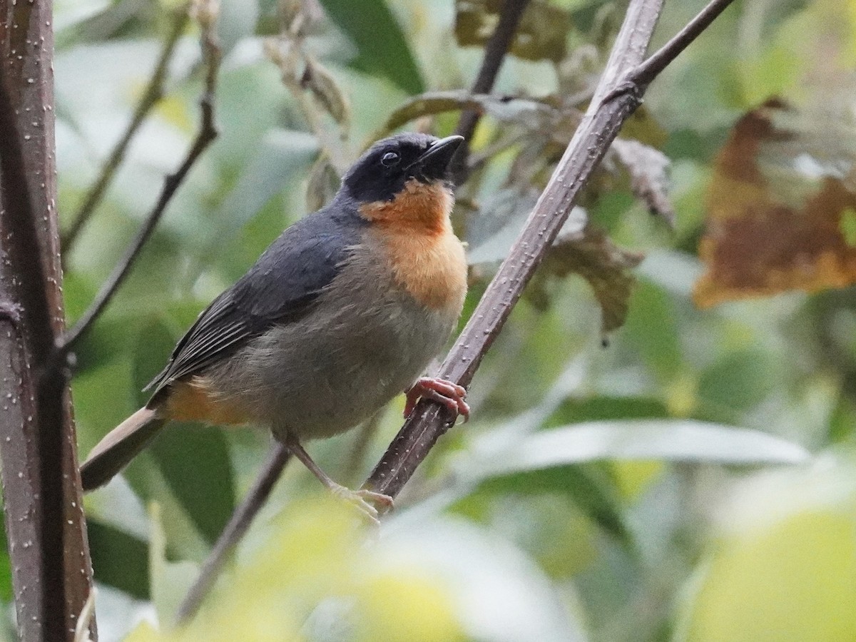 Black-eared Hemispingus - ML643459204