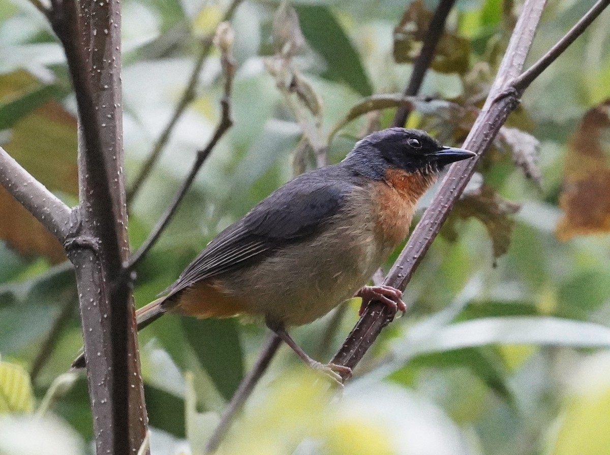 Black-eared Hemispingus - ML643459205