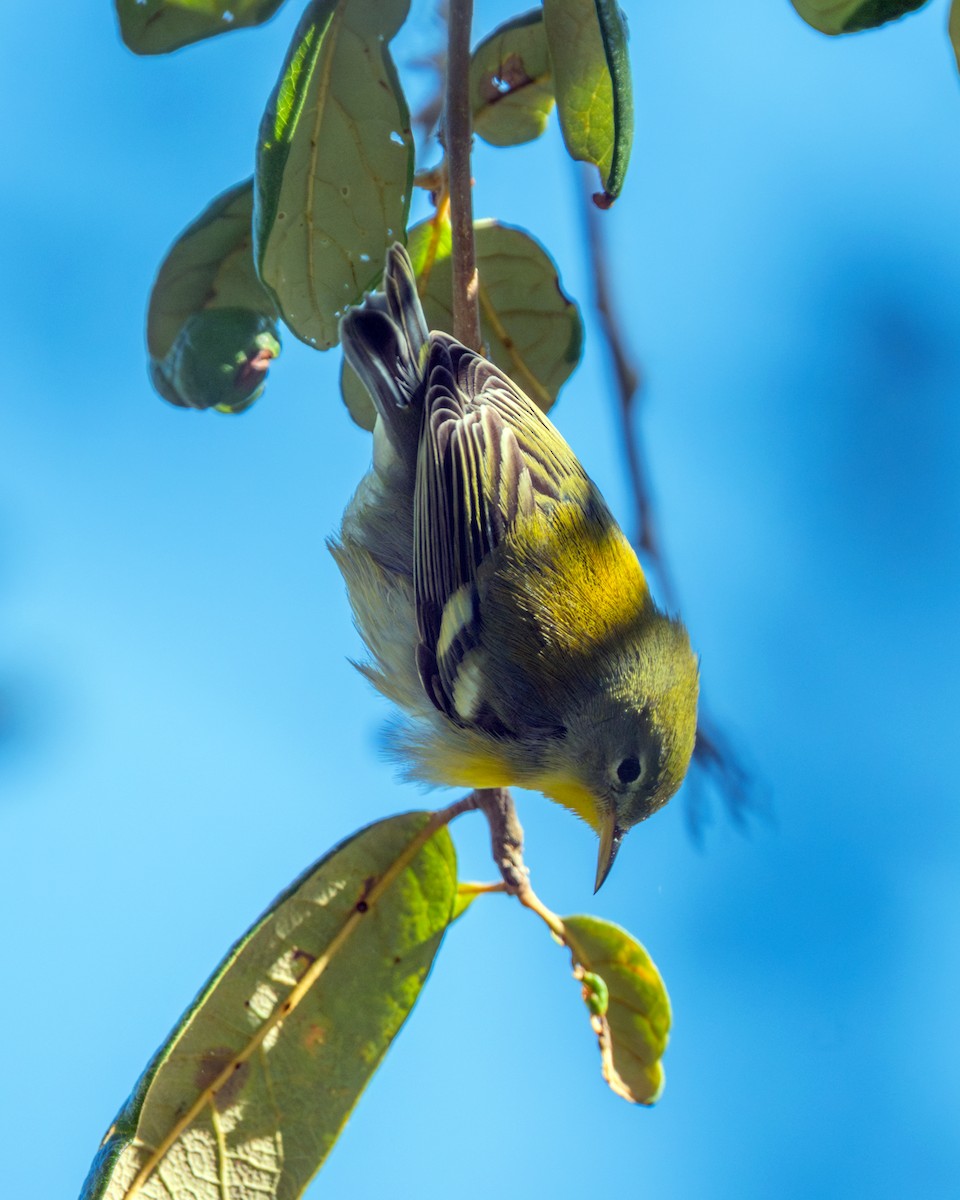 Northern Parula - ML643459217