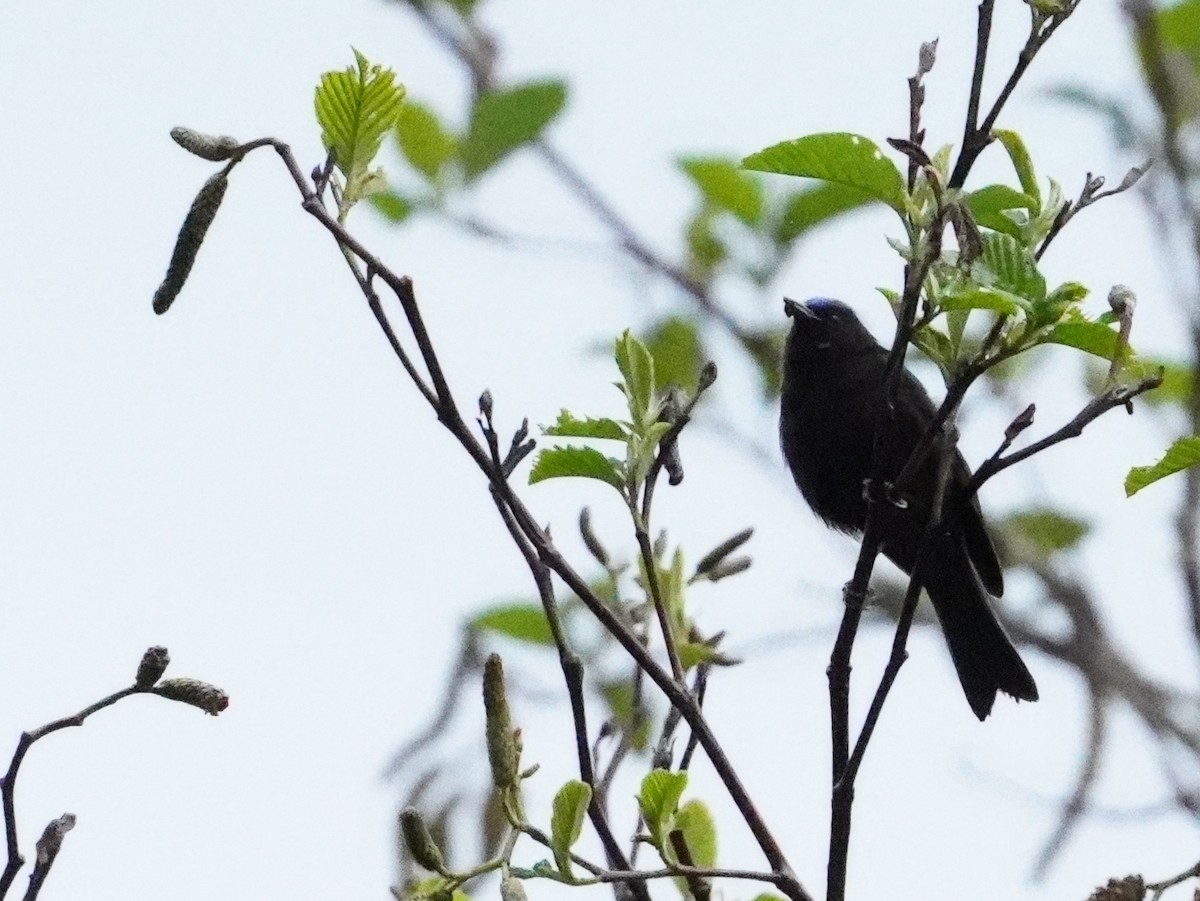 ボウシマルハシミツドリ - ML643459218