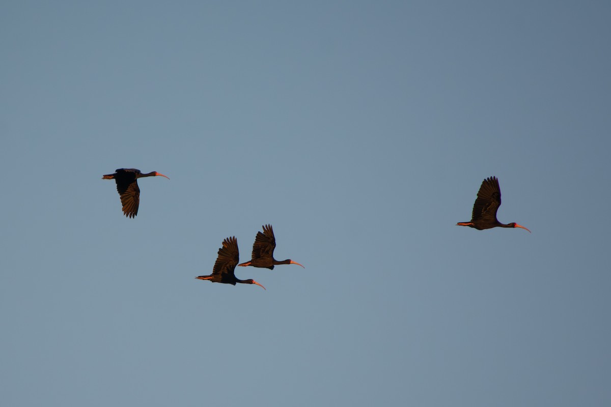 Ibis Afeitado - ML643459223