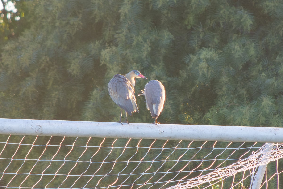 Whistling Heron - ML643459226